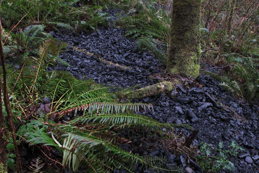 black forest (29,930,000 tons) - the black forest